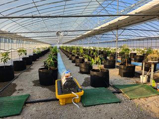 다디단 망고 농장님의 배 · 일상 작성글 사진