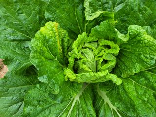 초보부부농님의 배추 · 병해충상담 작성글 사진