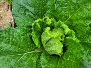 초보부부농님의 배추 · 병해충상담 작성글 사진