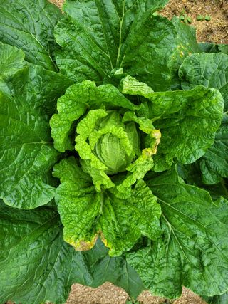 초보부부농님의 배추 · 병해충상담 작성글 사진