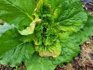 초보부부농님의 배추 · 병해충상담 작성글 사진