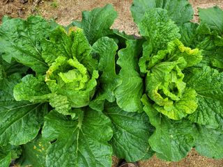 초보부부농님의 배추 · 병해충상담 작성글 사진