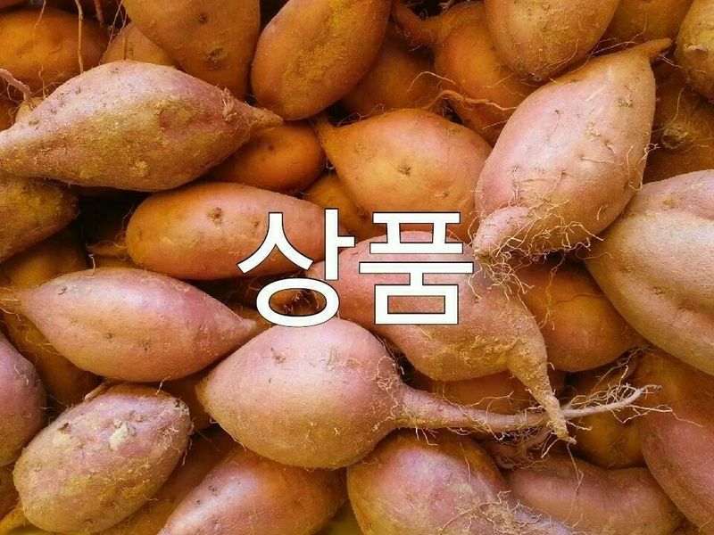 농촌의지킴님의 장터 판매 상품 [꿀고구마  5키로] 첨부 사진