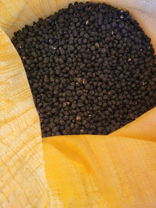 코스모스뚱님의 콩 · 자유게시판 작성글 사진