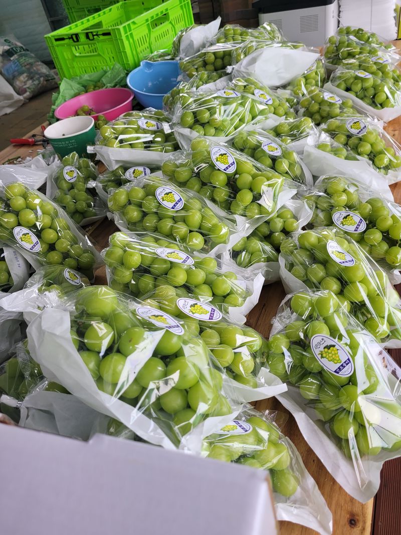 이원규님의 장터 판매 상품 [샤인머스켓   2Kg    택배비포함] 첨부 사진