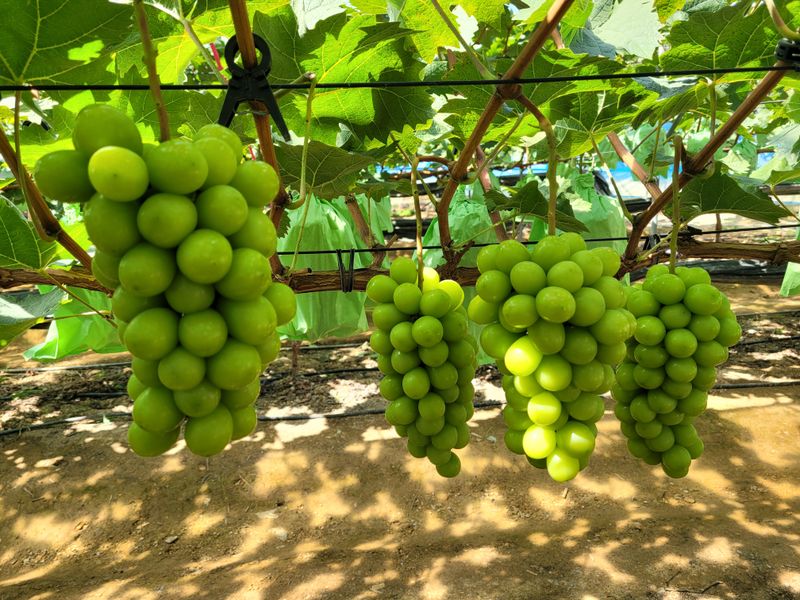 이원규님의 장터 판매 상품 [샤인머스켓   2Kg    택배비포함] 첨부 사진