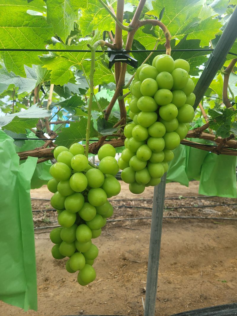 이원규님의 장터 판매 상품 [샤인머스켓   2Kg    택배비포함] 첨부 사진