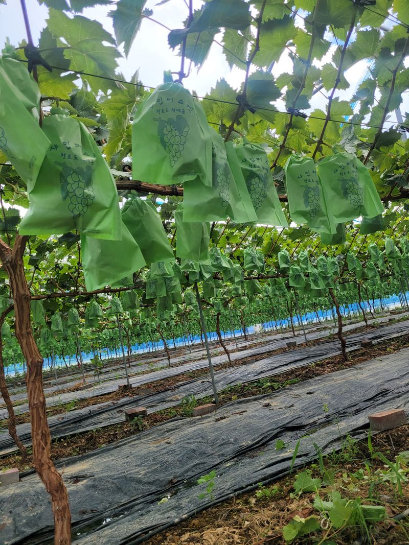 이원규님의 장터 판매 상품 [샤인머스켓   2Kg    택배비포함] 첨부 사진