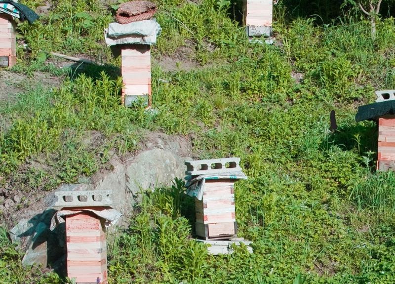 변순애님의 장터 판매 상품 [토종꿀 2.4kg  ] 첨부 사진