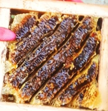 변순애님의 장터 판매 상품 [토종꿀 2.4kg  ] 첨부 사진