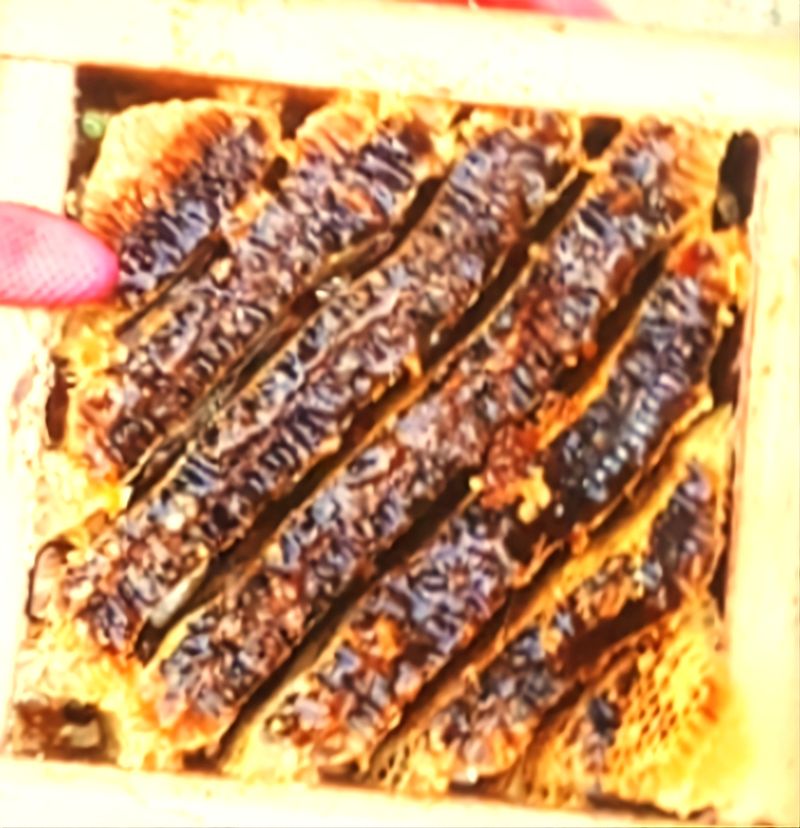 변순애님의 장터 판매 상품 [토종꿀 2.4kg  ] 첨부 사진