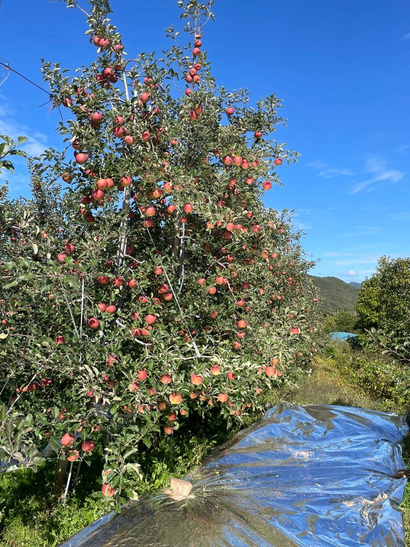 조순자님의 장터 판매 상품 [서리태 판매] 첨부 사진