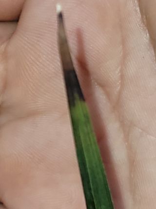 도시에서촌놈으로님의 기타작물 · 병해충상담 작성글 사진