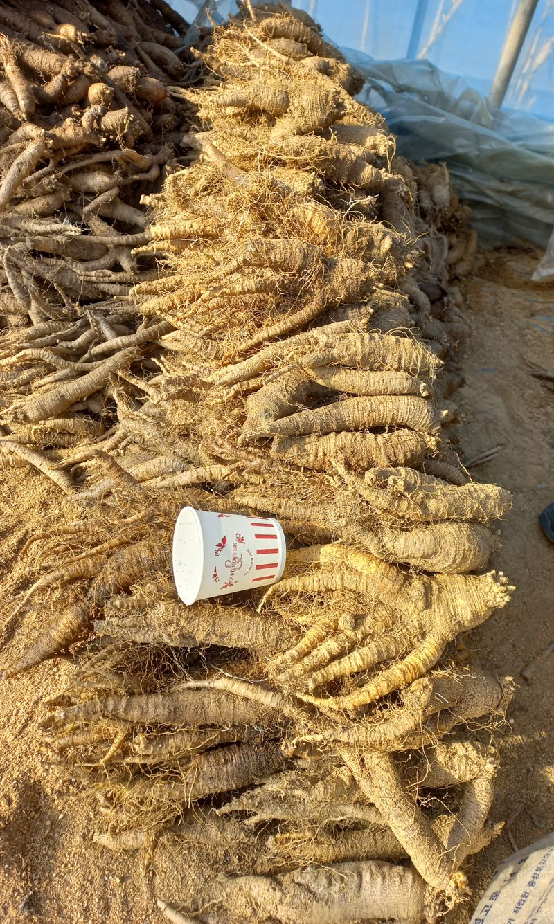 장터 상품 [더덕   판매완료] 썸네일