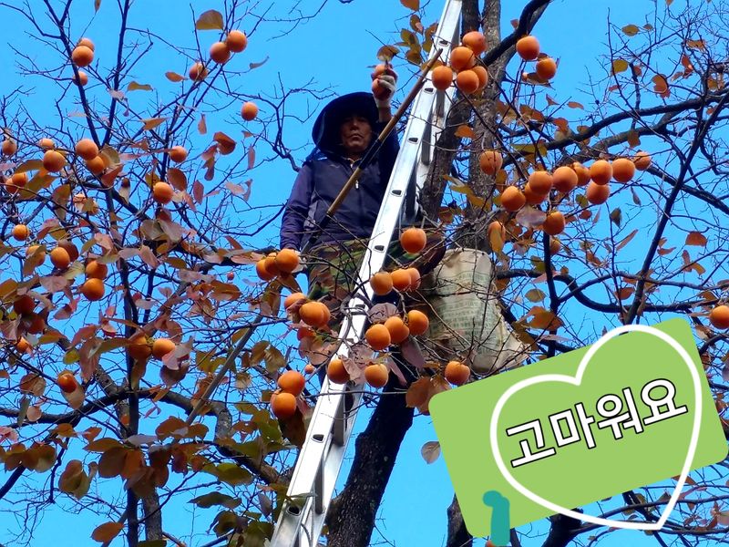 김복렬님의 장터 판매 상품 [곶감, 사과판매합니다 (5만원짜리는 품절)] 첨부 사진