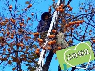 김복렬님의 작성글 사진