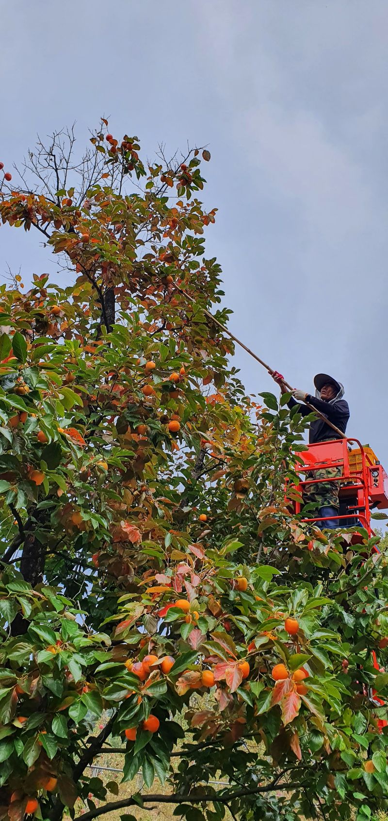 장터 상품 [곶감, 사과판매합니다 (5만원짜리는 품절)] 썸네일