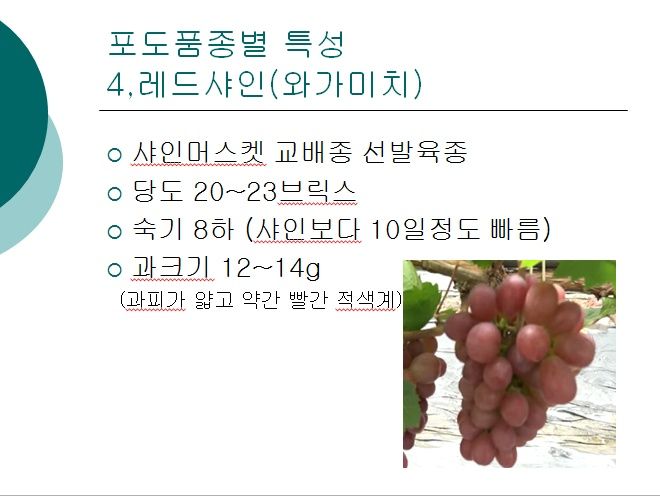 청은농장님의 장터 판매 상품 [포도접목묘목판매] 첨부 사진