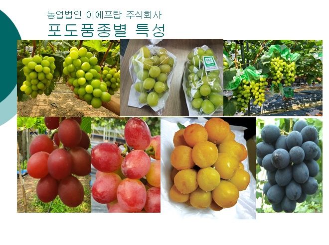 청은농장님의 장터 판매 상품 [포도접목묘목판매] 첨부 사진