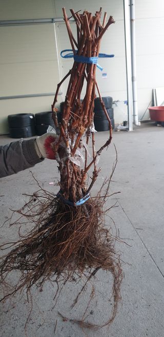 청은농장님의 작성글 사진