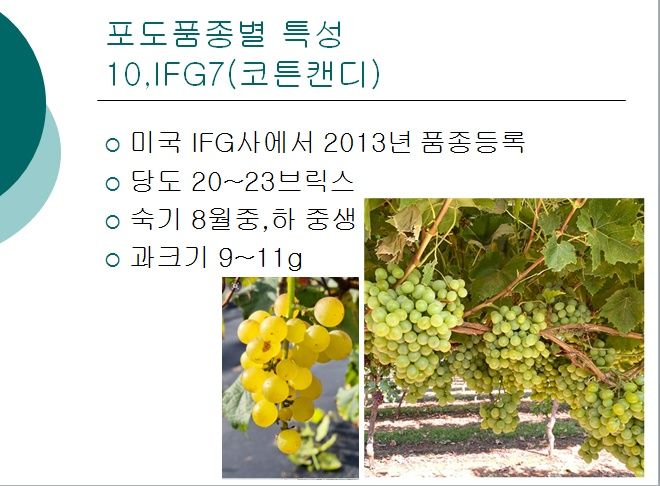 장터 상품 [포도접목묘목판매] 썸네일