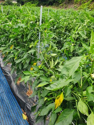 탱탱이골병창마을자영님의 고추 · 병해충상담 작성글 사진