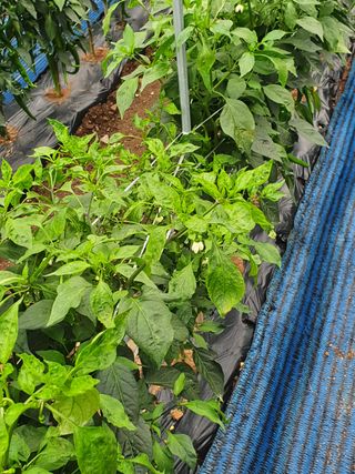 탱탱이골병창마을자영님의 고추 · 병해충상담 작성글 사진