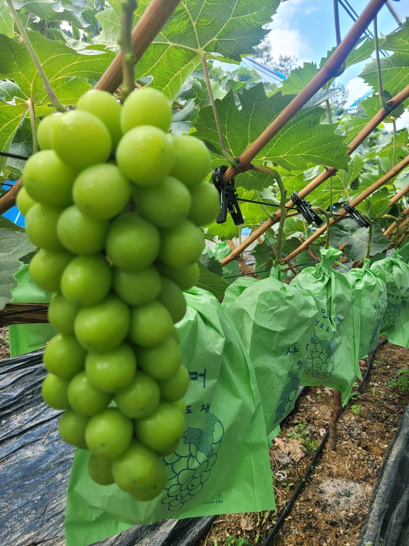 이원규님의 장터 판매 상품 [샤인머스켓택2kg택배비포함16000원] 첨부 사진