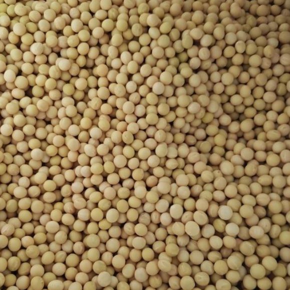 장터 상품 [메주콩  (대원콩 )  kg 5500원] 썸네일