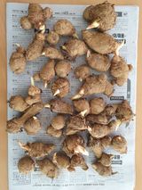 팜모닝 기타작물·자유게시판 게시글 이미지