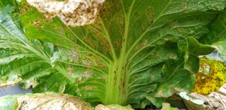 하늘잠자리님의 기타작물 · 병해충상담 작성글 사진