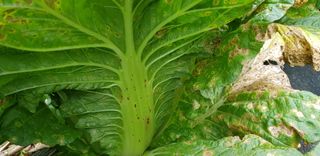 하늘잠자리님의 기타작물 · 병해충상담 작성글 사진