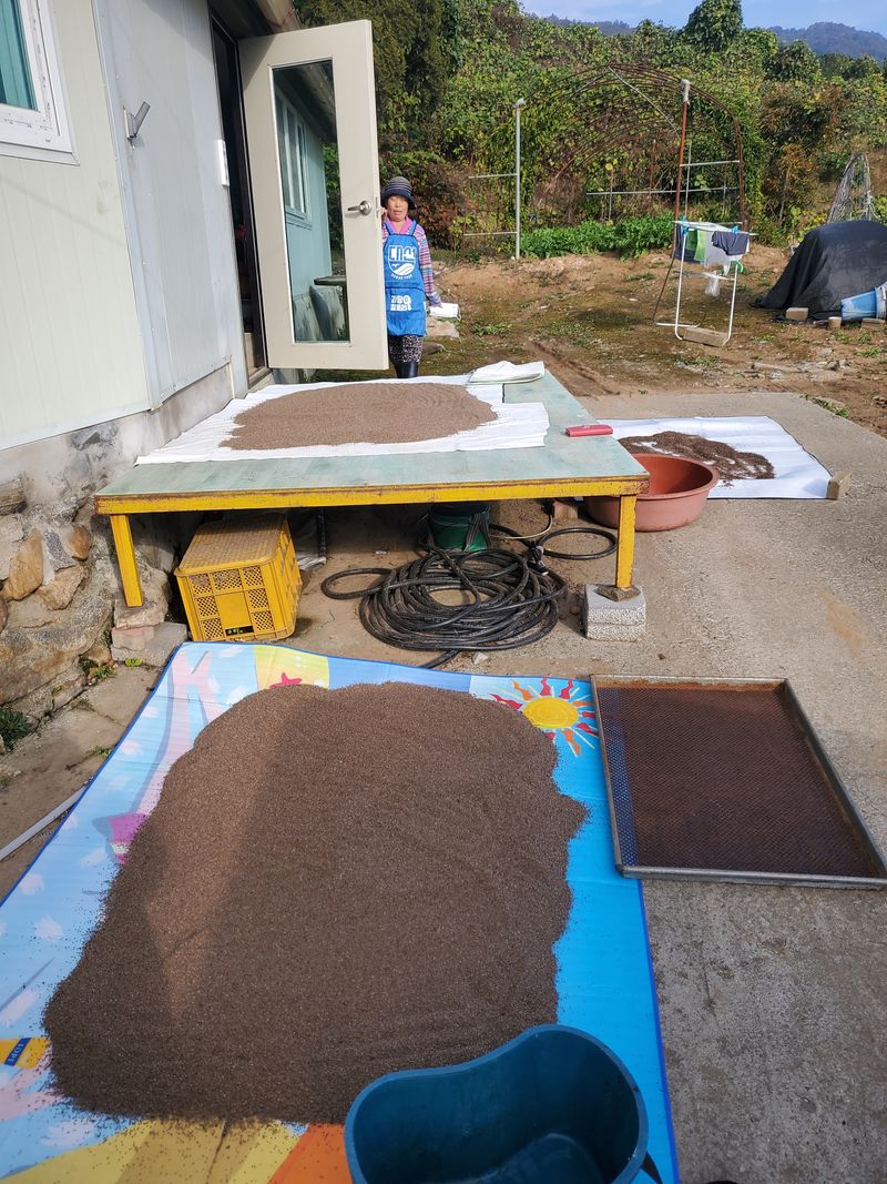 장터 상품 [들깨1kg] 썸네일