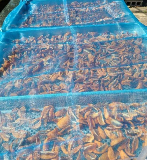 장터 상품 [먹시(토종)감 600g] 썸네일