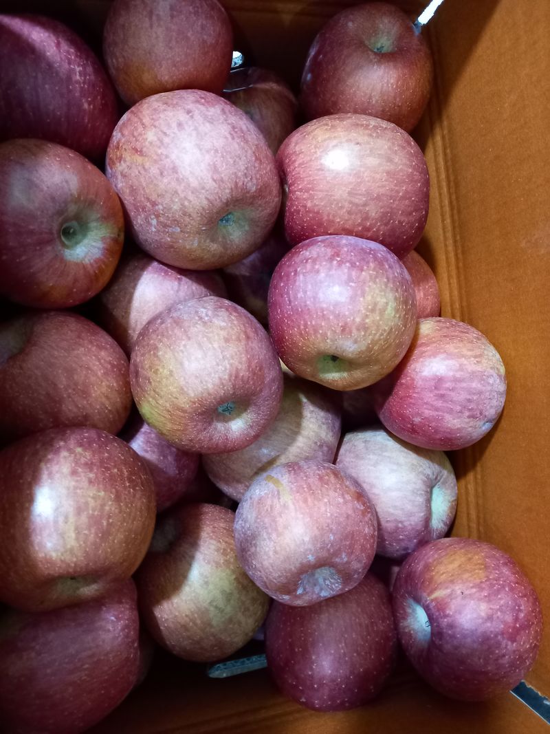 김경란 님의 장터 판매 상품 [얼음골사과30-40과] 첨부 사진