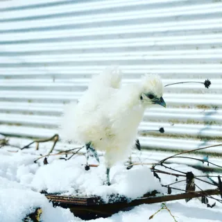 산 아래님의 마늘 · 일상 작성글 사진