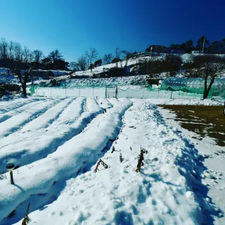 산 아래님의 마늘 · 일상 작성글 사진