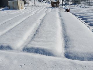 김기만님의 마늘 · 일상 작성글 사진