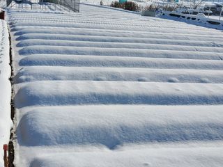 김기만님의 마늘 · 일상 작성글 사진