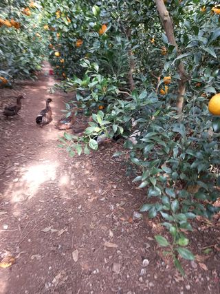 부금리(금강농원)님의 귤 · 일상 작성글 사진