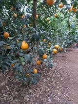 팜모닝 귤·일상 게시글 이미지