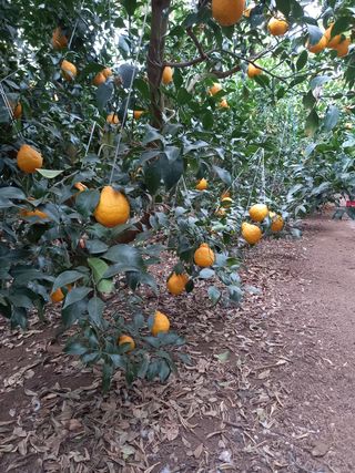 부금리(금강농원)님의 귤 · 일상 작성글 사진