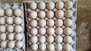 믿음소2님의 기타작물 · 자유게시판 작성글 사진