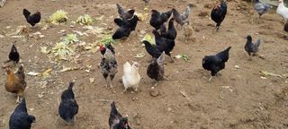 믿음소2님의 기타작물 · 자유게시판 작성글 사진