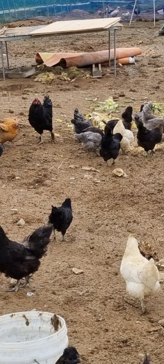 믿음소2님의 기타작물 · 자유게시판 작성글 사진