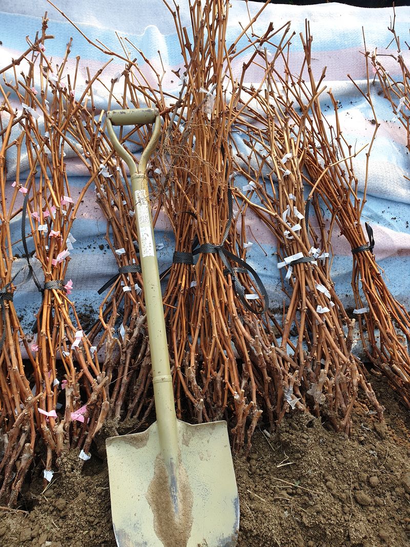 장터 상품 [샤인머스켓 접목묘, 삽목묘 ] 썸네일