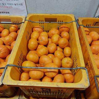 성민감귤농원님의 귤 · 수확 작성글 사진