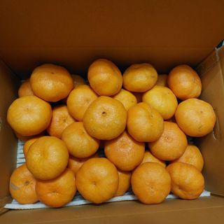 성민감귤농원님의 귤 · 수확 작성글 사진