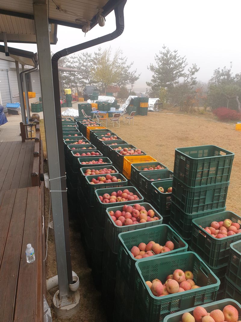 장터 상품 [청송 미얀마 부사 사과 판매] 썸네일