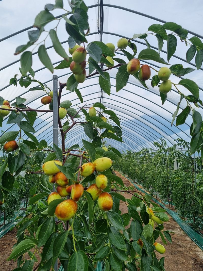 오학봉(멀티팜)님의 장터 판매 상품 [천황대추 건대추300g] 첨부 사진